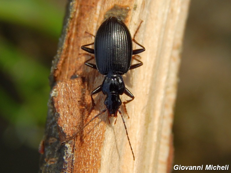 Limodromus assimilis, Carabidae